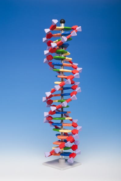 Model DNA 22 častí