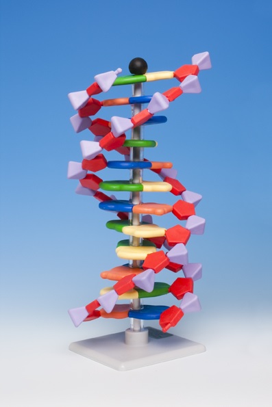 Model DNA 12 častí