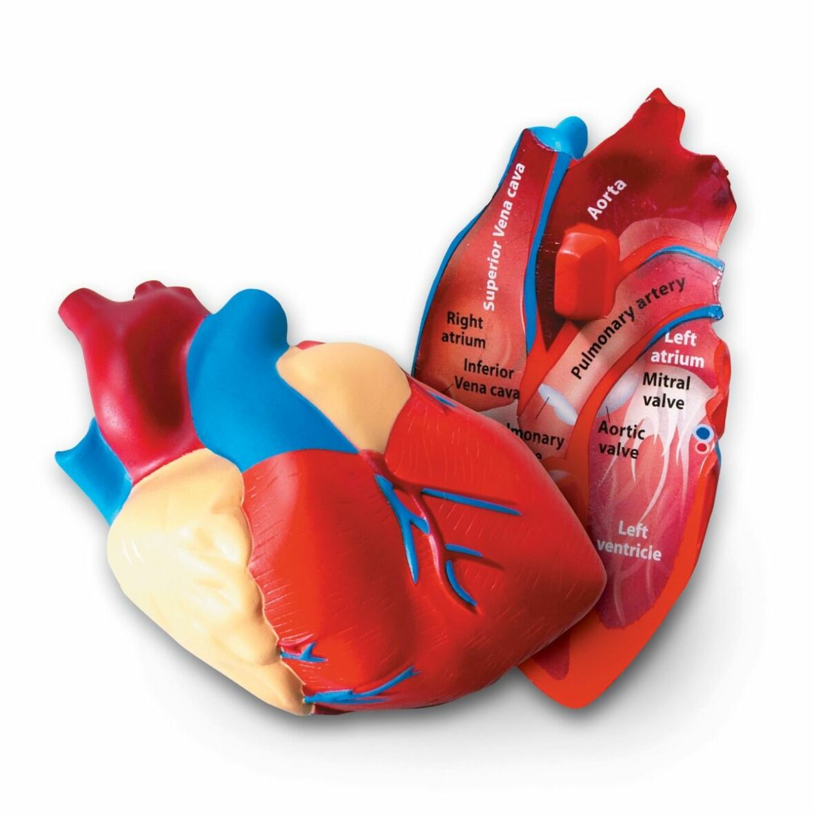Srdce – penový model