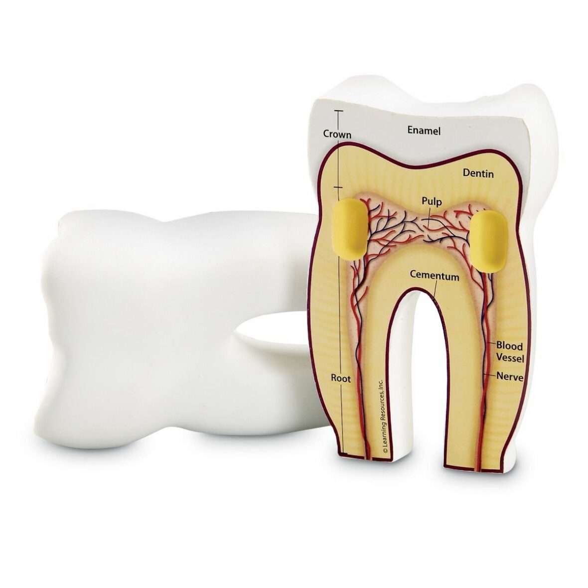 Zub – 3D model